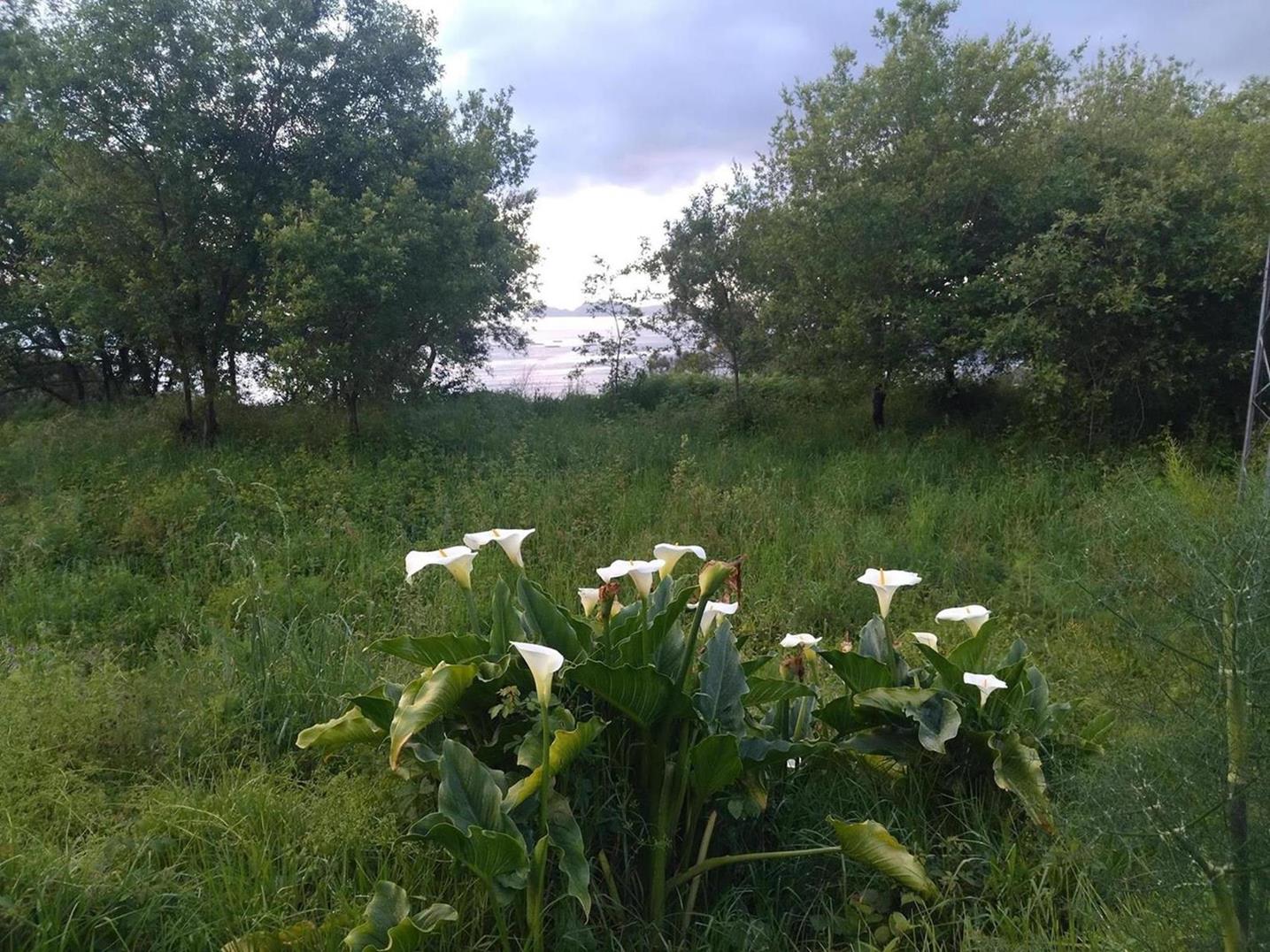 Image of: El retorno de los comunes: límites y desafíos