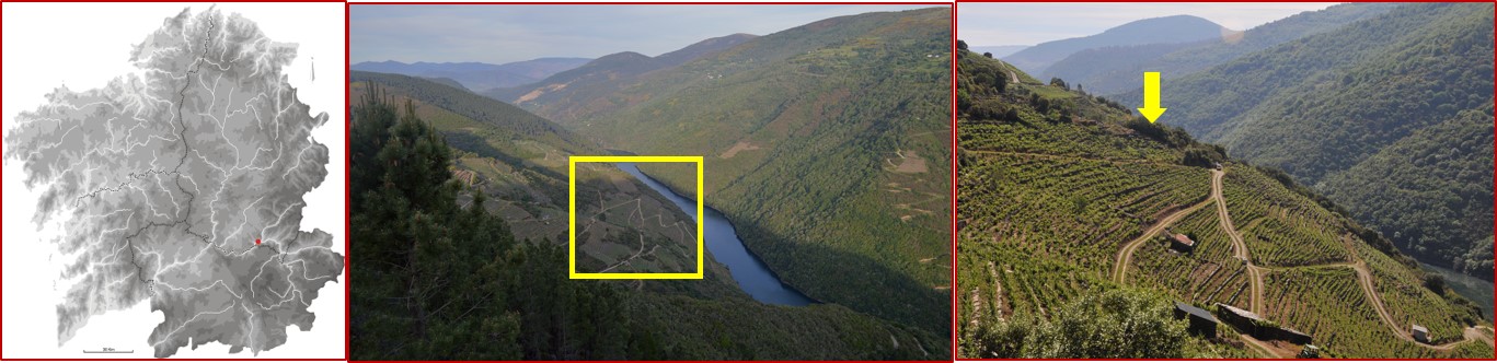 Image of: A one thousand years old cultural landscape for terraces and wine